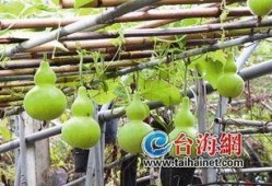 冷冻后葫芦瓜怎么吃,冷冻葫芦瓜的多样食用攻略