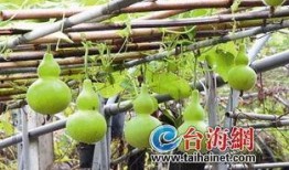 冷冻后葫芦瓜怎么吃,冷冻葫芦瓜的多样食用攻略