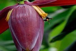 吃瓜暴龙花,揭秘神秘植物背后的故事