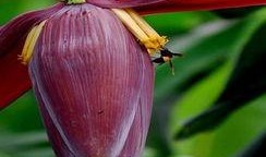 吃瓜暴龙花,揭秘神秘植物背后的故事