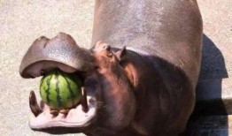 河马为什么吃瓜,揭秘热带水域中的独特饮食习惯