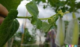 痞幼吃瓜连接有问题吗,网络连接疑云背后的真相