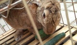 吃瓜看戏兔,揭秘娱乐圈幕后故事