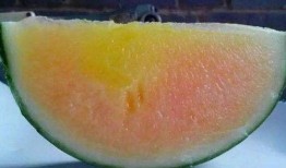 吃彩虹瓜什么意思,探寻吃出多彩生活的奥秘