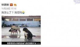 林更新吃瓜看戏,吃瓜看戏，娱乐至上的生活态度