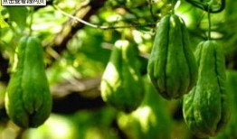 德宏瓜尖花怎么吃,独特风味，多样食法探索