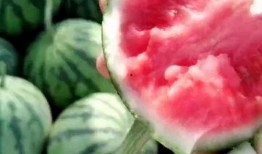 可以吃很久的瓜,盘点那些可以吃很久的瓜果美味