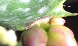 吃瓜暴龙花,揭秘神秘植物背后的故事