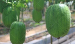 山东甜蜜瓜怎么吃才好吃,解锁美味新体验