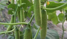 痞幼吃瓜连接有问题吗,网络连接疑云背后的真相