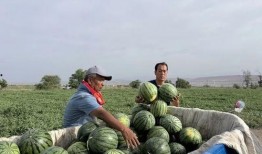 分宜广场吃瓜,夏日吃瓜盛宴，共享清凉时光