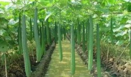 夏天唯美视频吃瓜,夏日吃瓜视频掠影