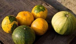 生瓜怎么吃儿童好吃,生瓜创意美味吃法大揭秘