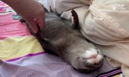 西西吃瓜日常,揭秘娱乐圈幕后故事