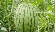 解梦梦见自己吃瓜,揭秘吃瓜背后的神秘寓意