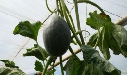 送上学吃的瓜,送上学路上的甜蜜瓜果时光