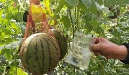 曹县销售吃瓜,销售吃瓜盛宴来袭！