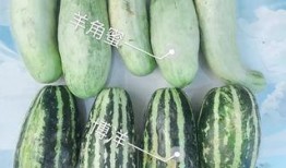 东城瓜吃瓜,探寻京城夏日里的甜蜜风情