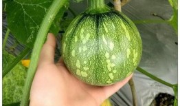 盟主只吃瓜,揭秘瓜界风云，畅享瓜果盛宴