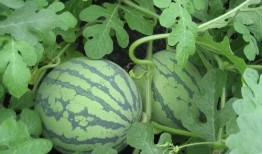 吃瓜人sss,网络红人的崛起与影响力