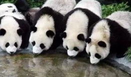 西安熊猫吃瓜事件,萌宠奇遇记引发网友热议