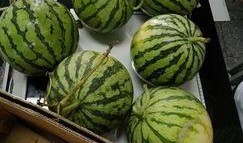 学校吃瓜最新,揭秘学校吃瓜背后的故事