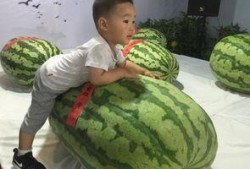 718事件吃瓜,揭秘网络舆论风暴背后的真相