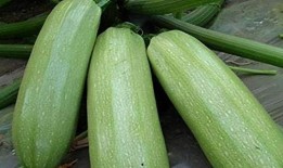 在外网吃瓜会被抓吗,揭秘在外网吃瓜可能面临的抓捕危机