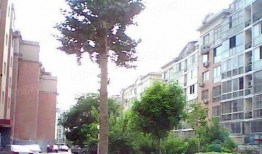 新世纪小区吃瓜,吃瓜群众的热议焦点