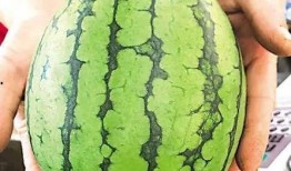 最近成都吃瓜事件,网络热议背后的真相与反思