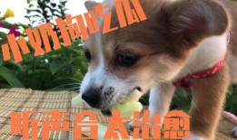 主人为狗拼吃瓜,欢乐拼吃瓜瞬间