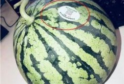 莱阳网红吃瓜,揭秘网络红人的幕后真相