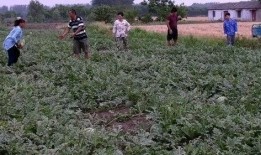 吃瓜摘瓜人的感受