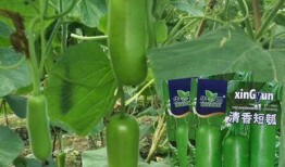 早瓜瓠瓜嫩籽可以吃吗,可食用的新鲜美味