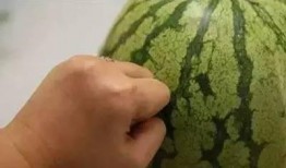 可以吃很久的瓜,盘点那些可以吃很久的瓜果美味