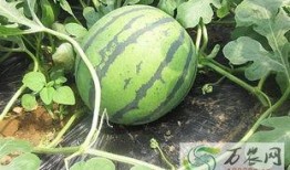 51瓜姐吃瓜基地