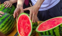 浙江大学直播吃瓜,一场别开生面的校园美食盛宴