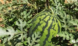 吃瓜群众瓜保熟吗,揭秘吃瓜群众的智慧与乐趣