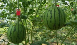 武汉停车场吃瓜,揭秘停车场的趣味日常