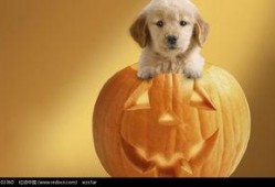 幼犬可以吃小瓜吗,小瓜是否适合幼犬食用？