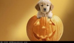 幼犬可以吃小瓜吗,小瓜是否适合幼犬食用？