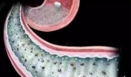 nature子刊吃瓜,吃瓜背后的科学奥秘