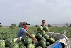 井底吃瓜的图片,揭秘网络热图的趣味与思考