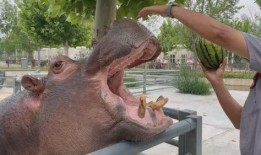 河马为什么吃瓜,揭秘热带水域中的独特饮食习惯