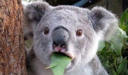 吃瓜群犯法吗,法律边界与网络言论自由