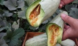 怀孕吃沙白瓜,沙白瓜的营养与食用指南