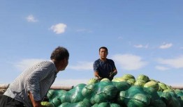 风吹吃瓜,一场别开生面的夏日盛宴