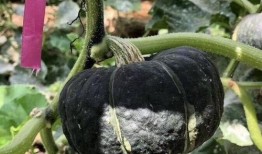 吃豆子再吃瓜,一场味蕾的冒险之旅