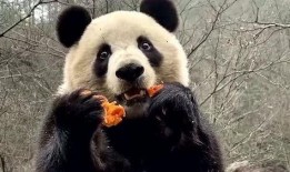 吃瓜熊猫鞋,潮流与萌态的完美融合