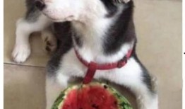 二哈吃瓜头像,萌宠界的“吃瓜群众”